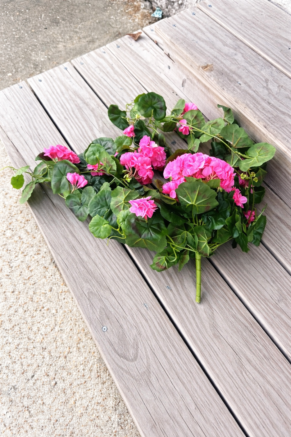 Pink Geranium Draping Bush