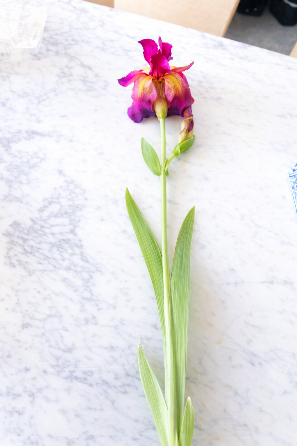 Fuchsia/Burgundy Bearded Iris
