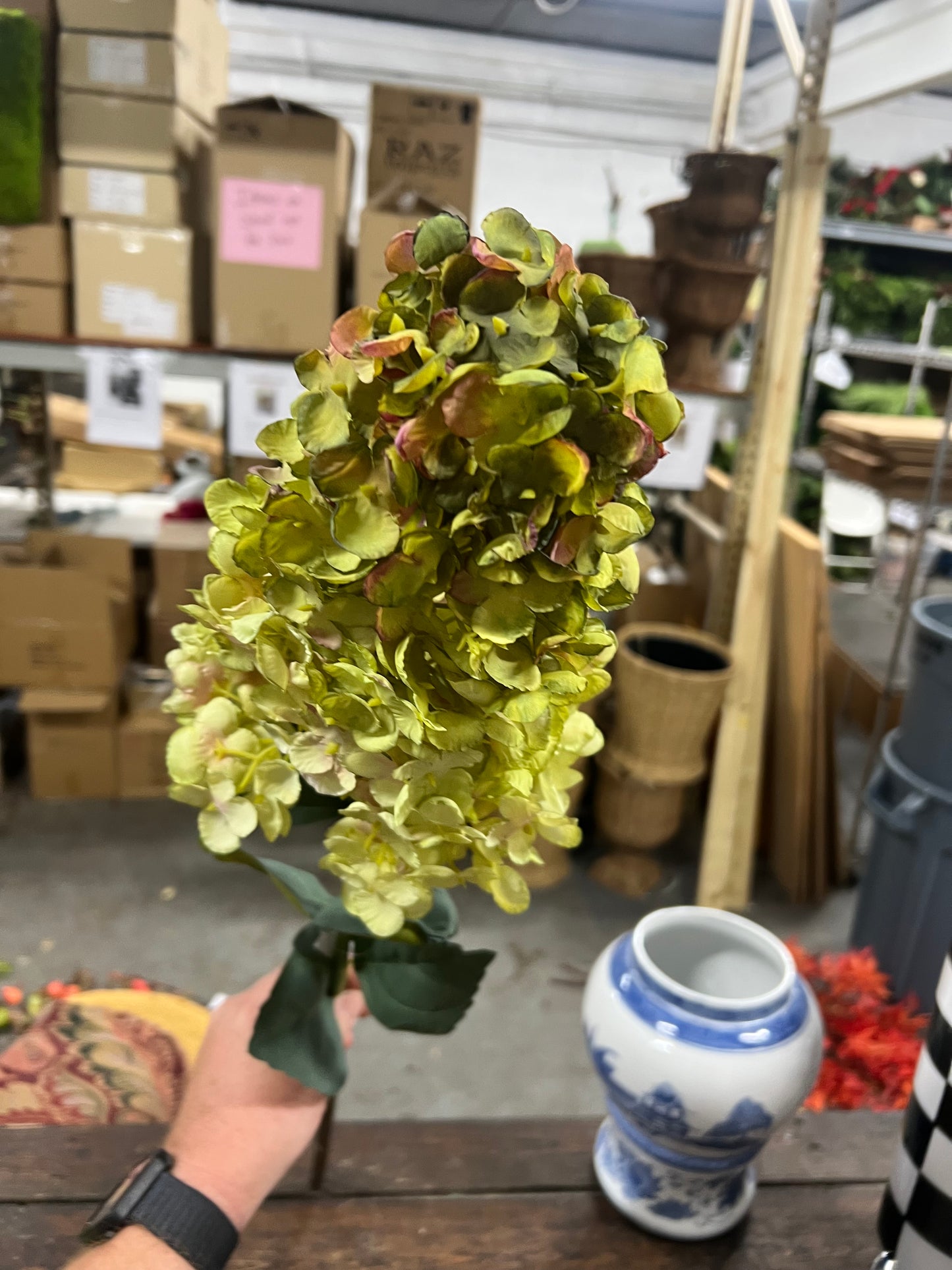 Cone Shaped/Lime Light Hydrangea Stem
