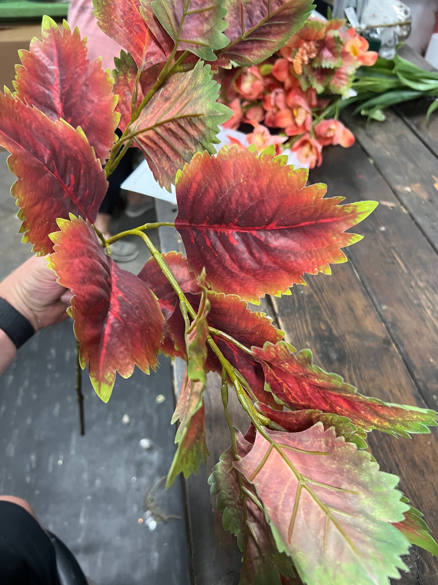 Red Green Coleus