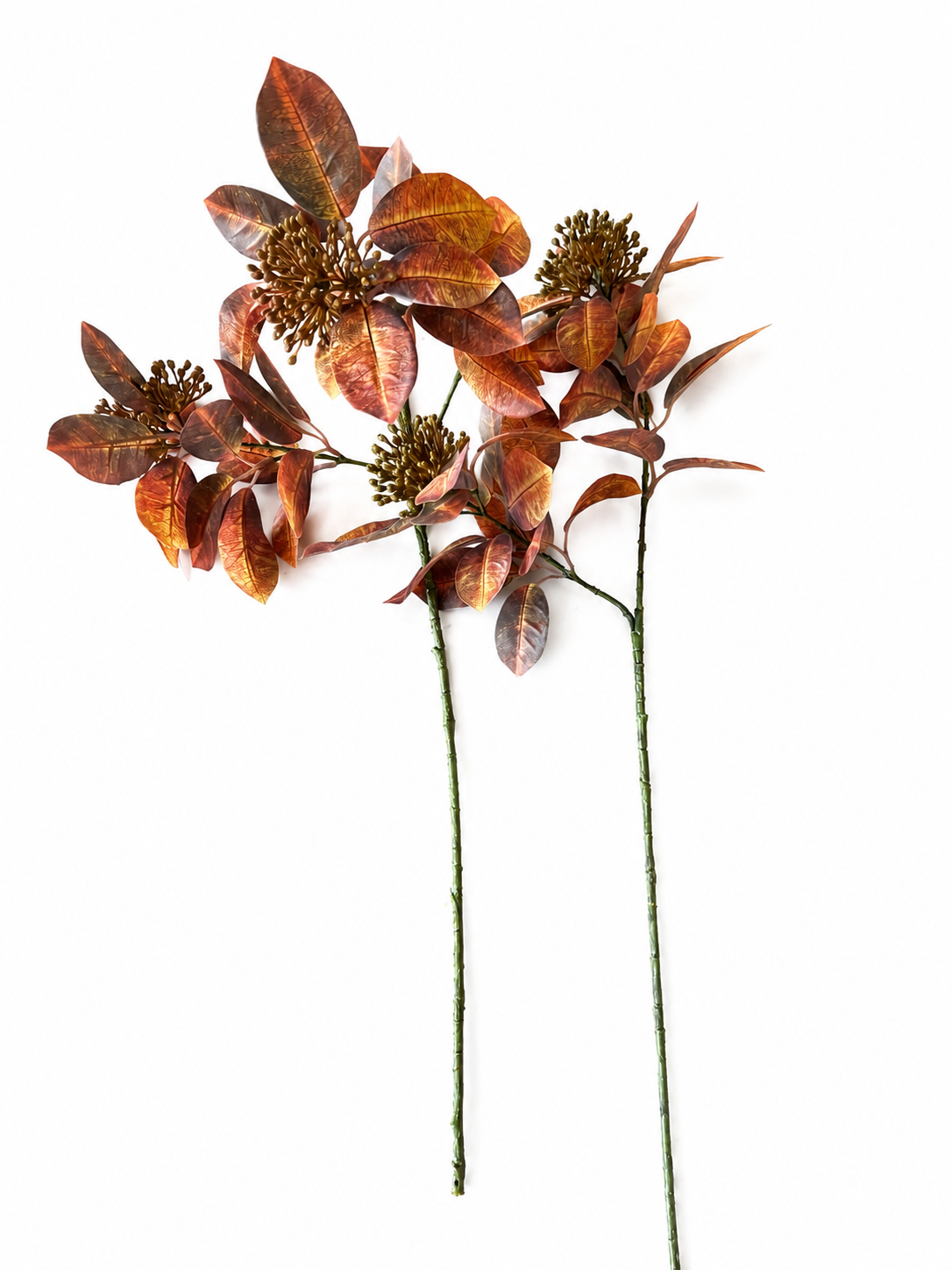 Bundle of 2 Seeded Laurel Stem