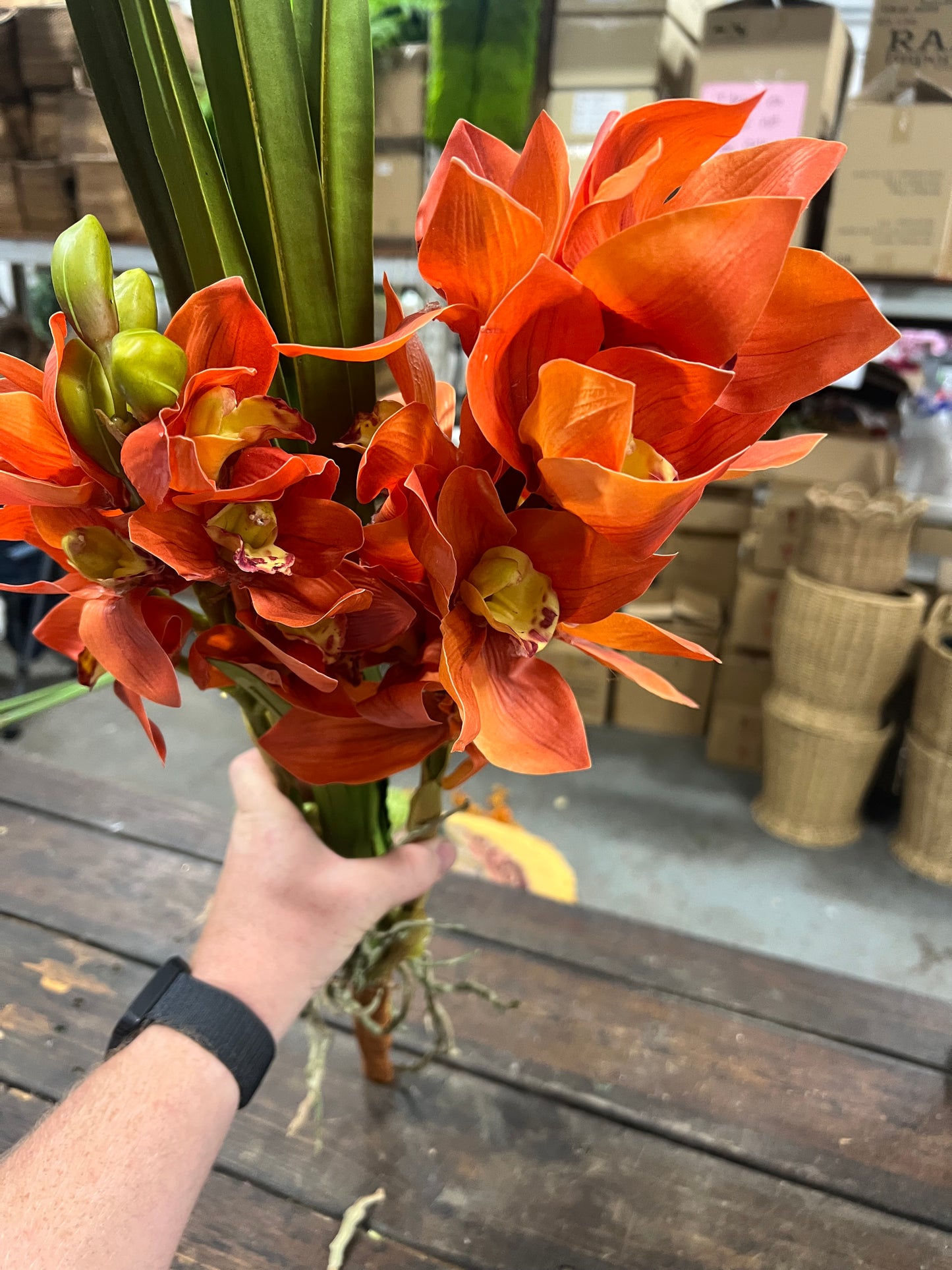 Burnt Orange Orchid Cymbidium Plant