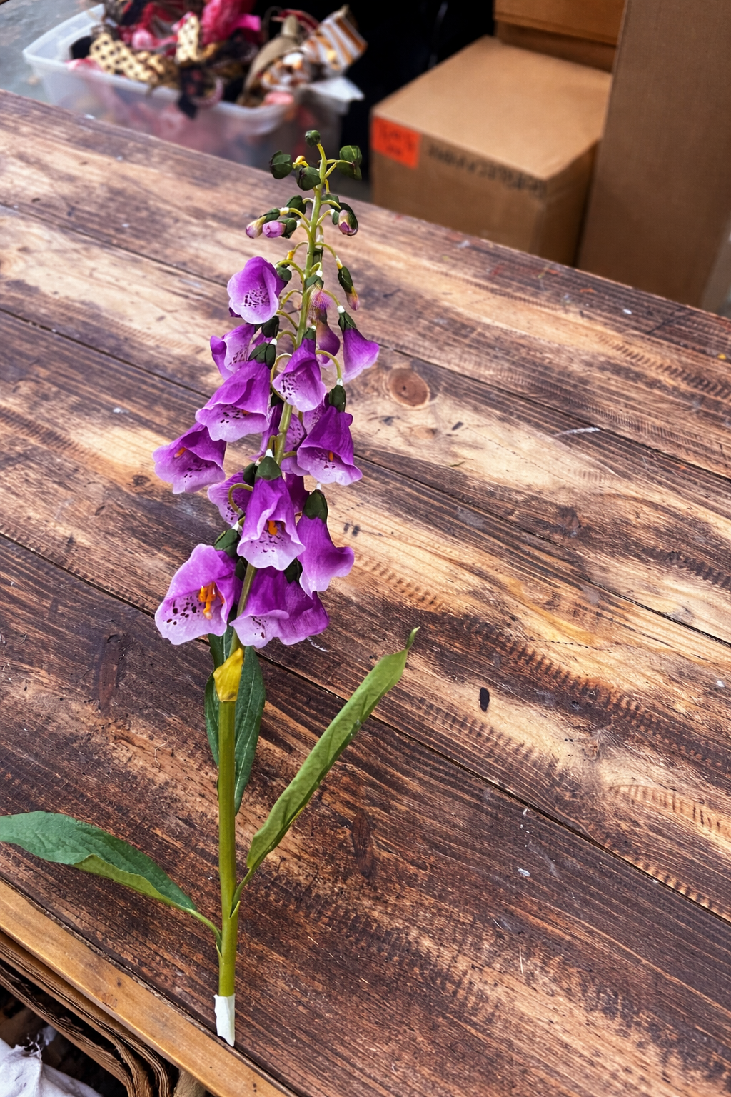 English fox glove, purple stem