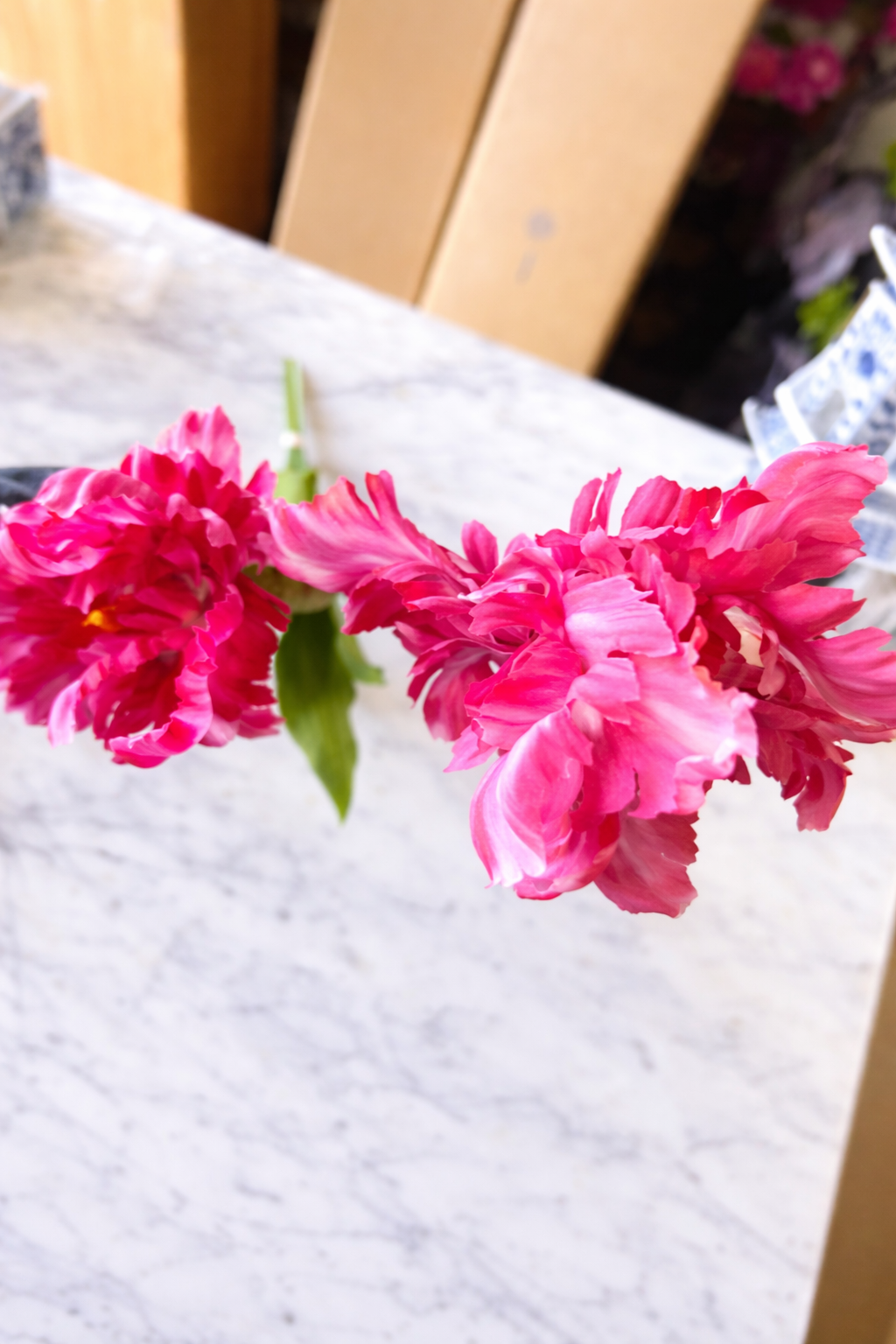 Pink Parrot Tulip Bundle