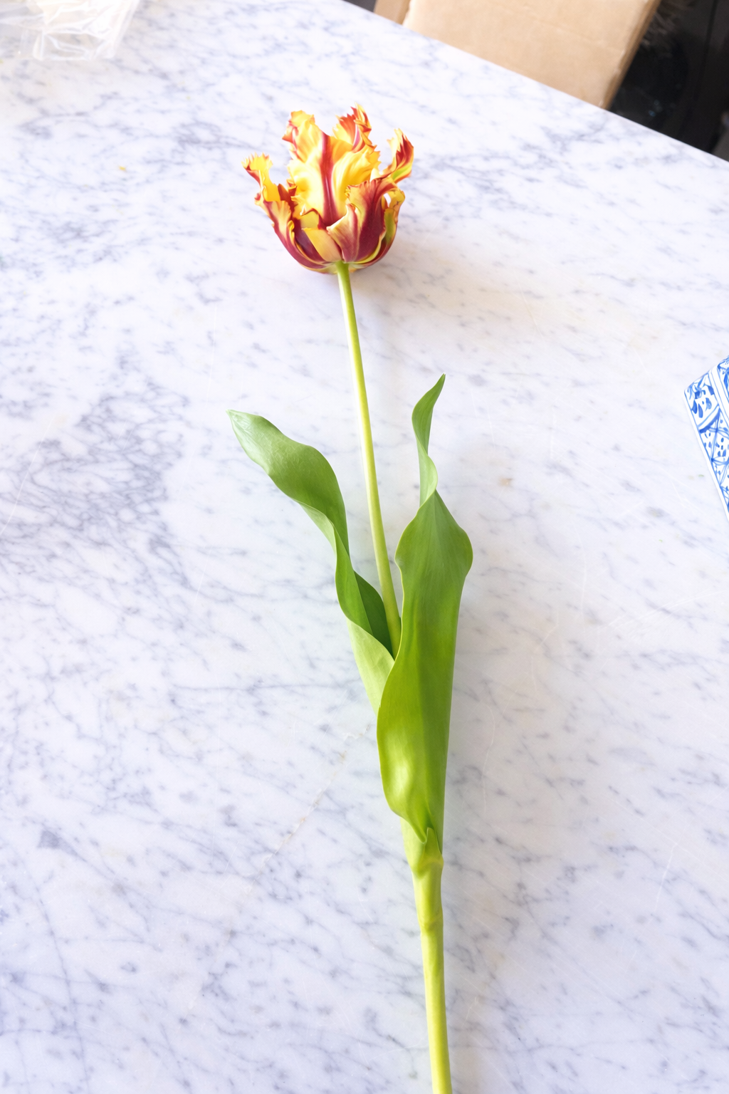 Red/Yellow Parrot Tulip