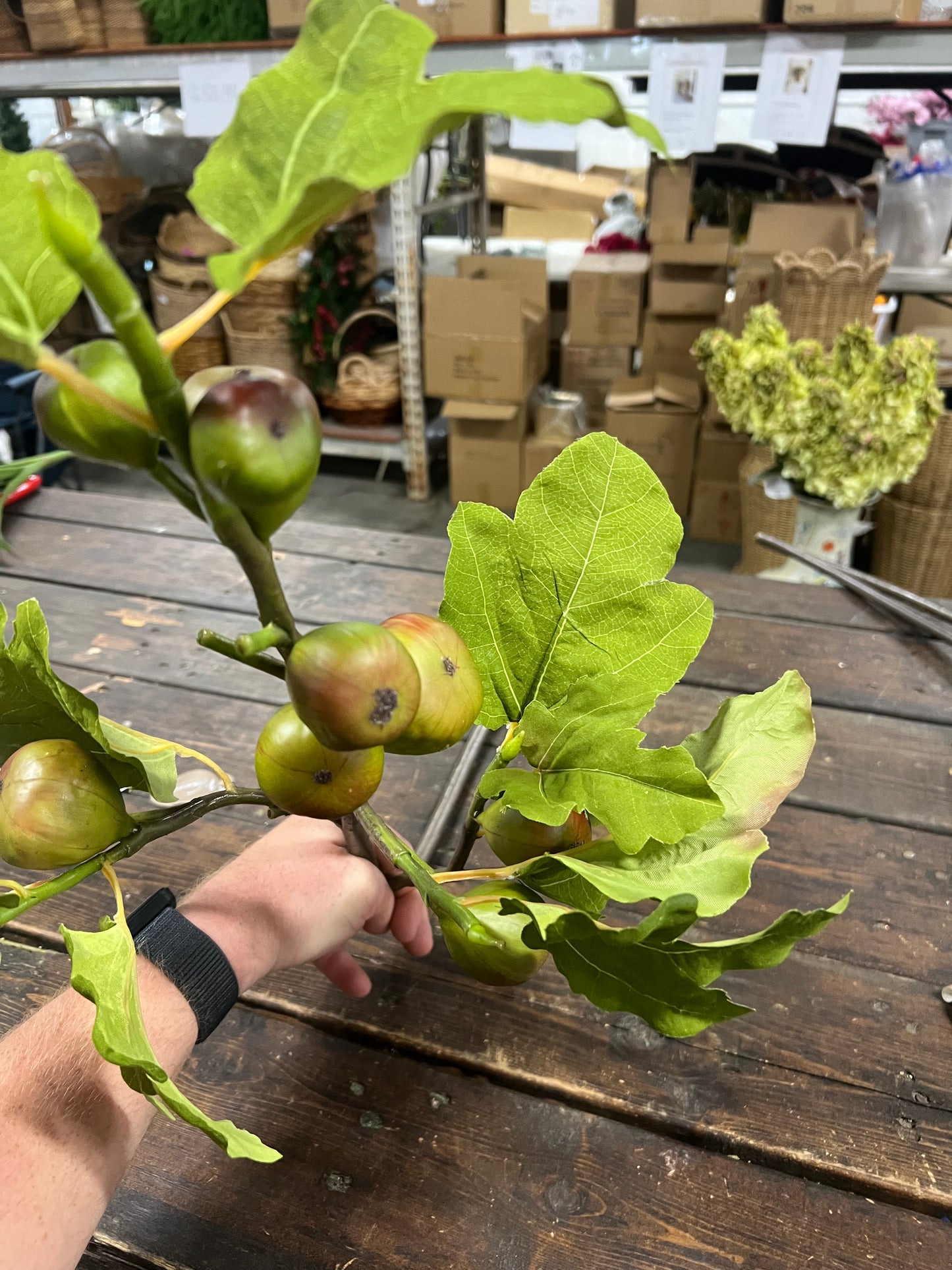 Green/Burgundy Fig Branch