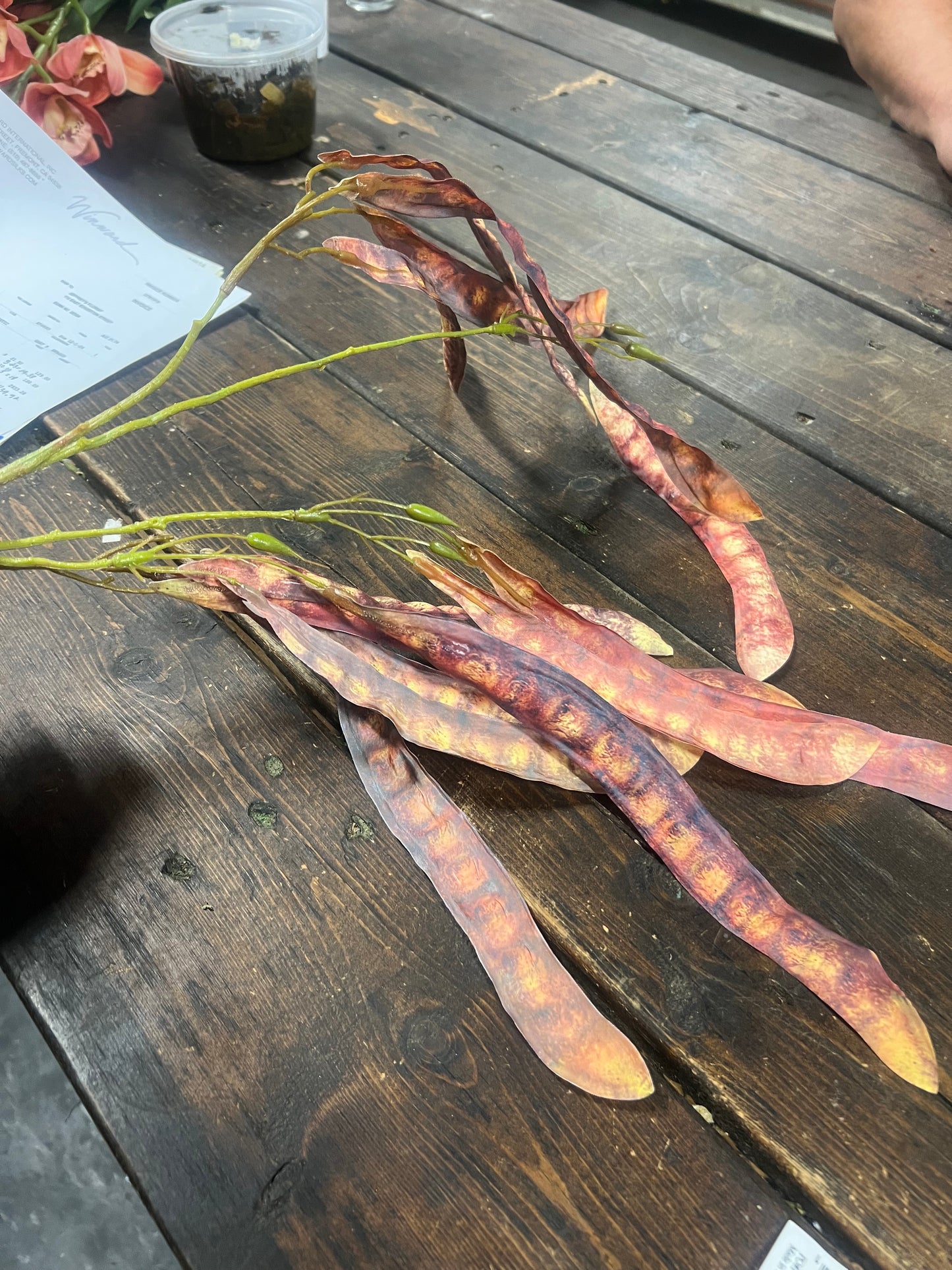 Red-Brown Mimosa Tree Pod Stem