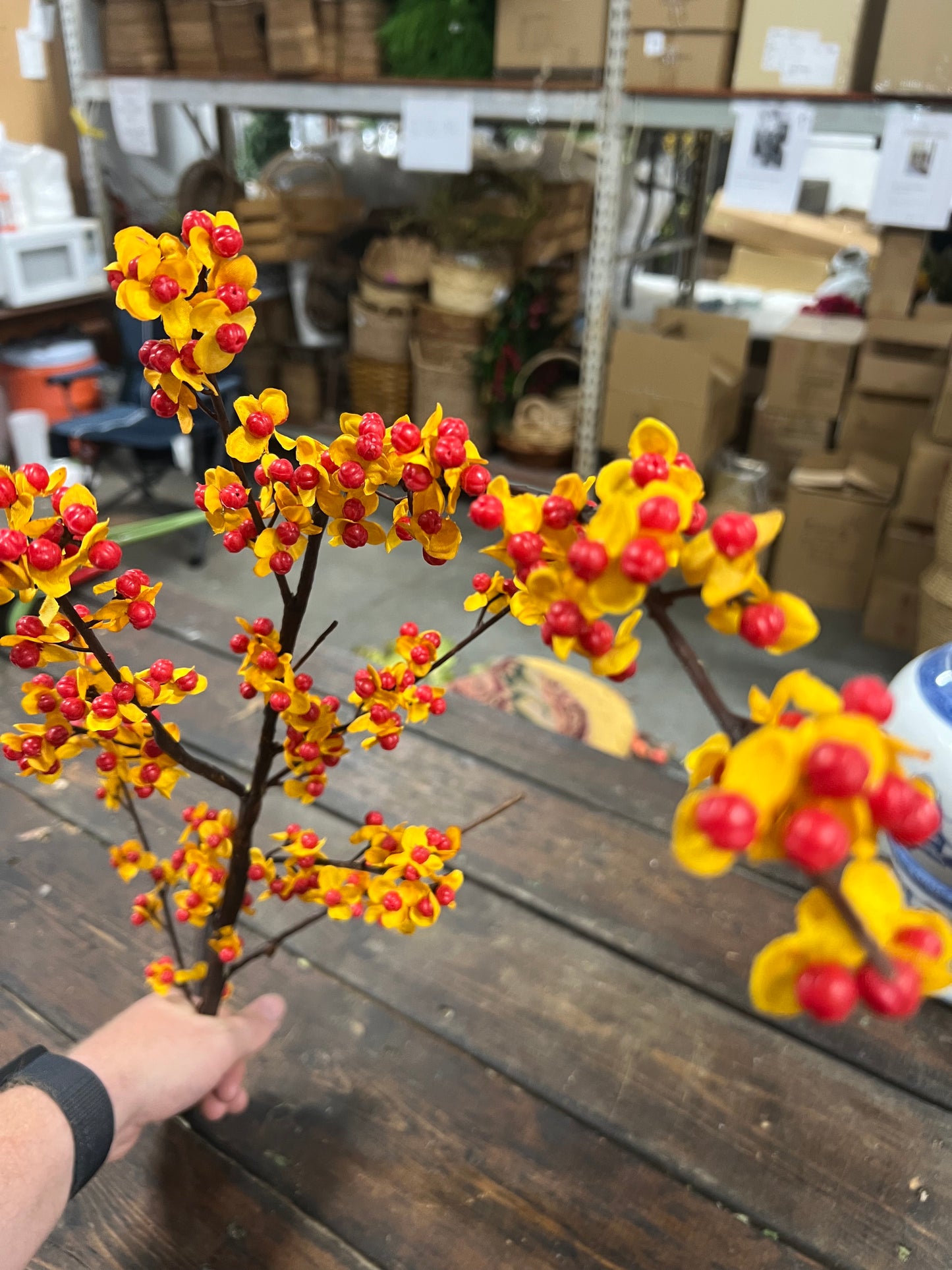 Bittersweet Stem