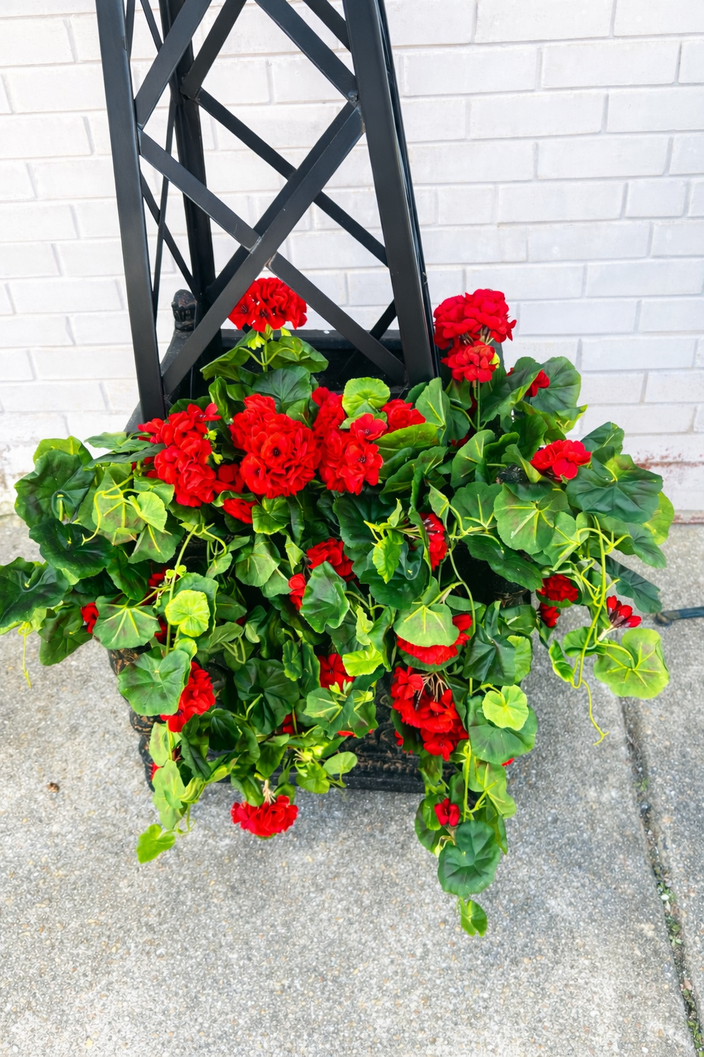 Red Geranium Hanging Bush – Jeffrey Surles Living