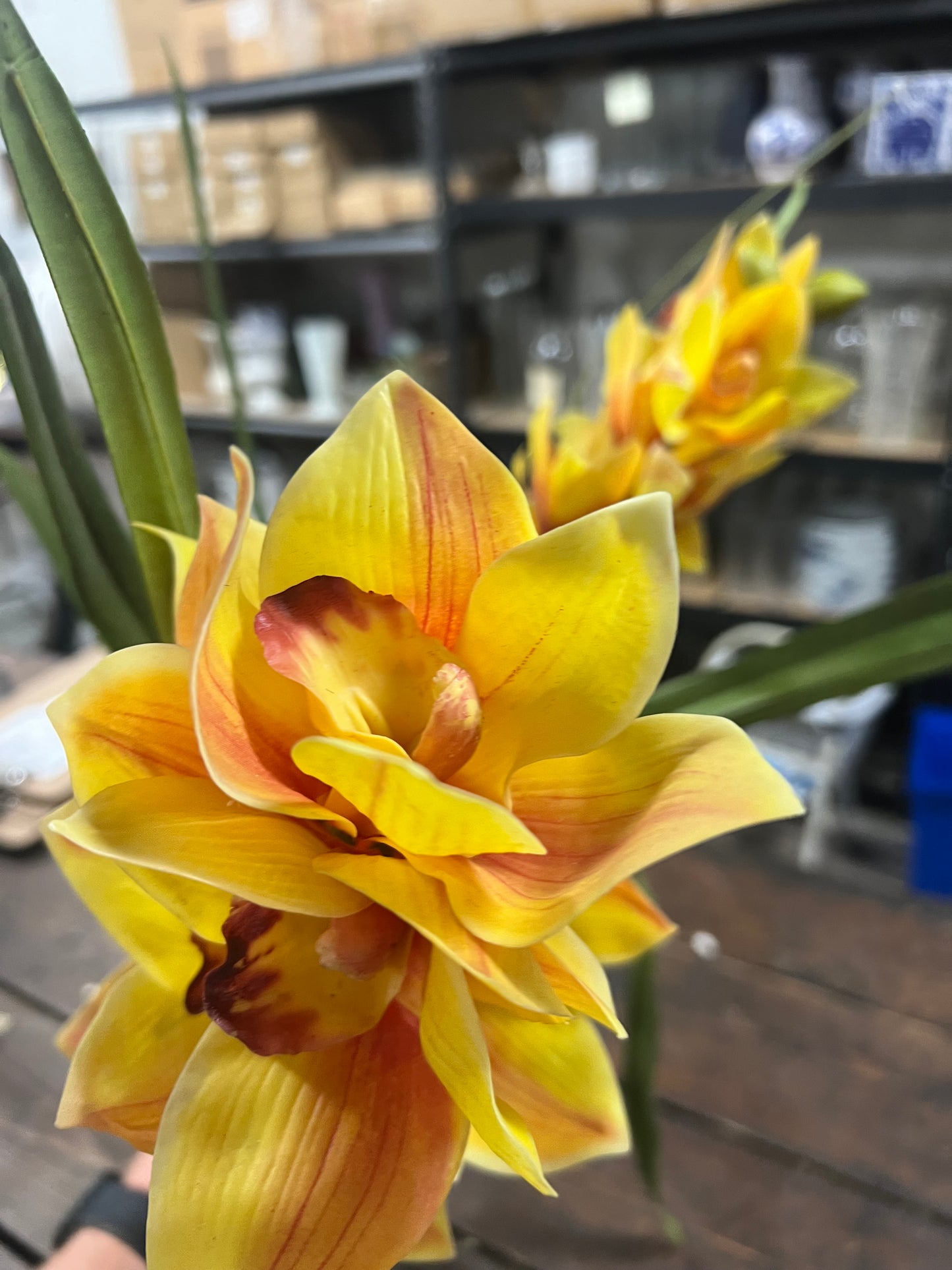 Orchid Cymbidium Plant