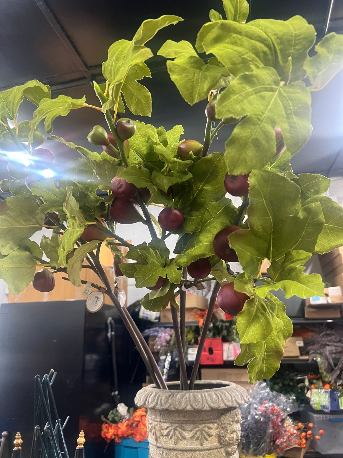 39” Purple Fig Branch