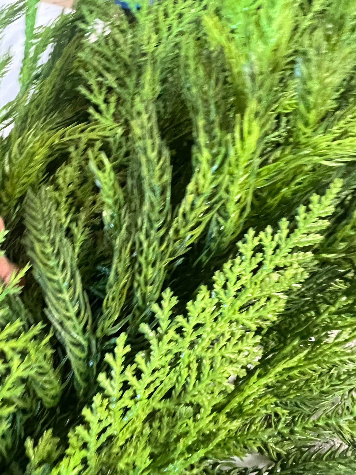 6’ Real Touch Norfolk Pine and Flat Cedar Thick Garland (5)(RZ)