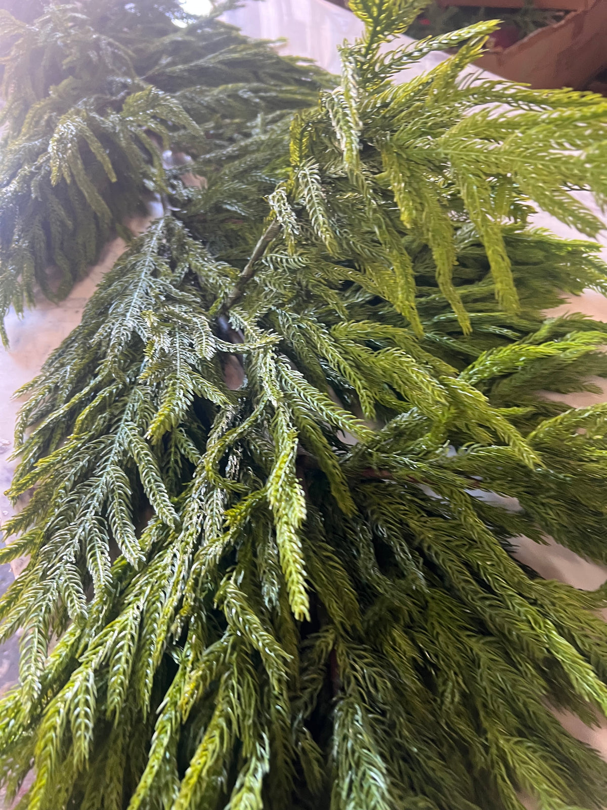 60x16” Natural Touch Norfolk Pine Garland (4)