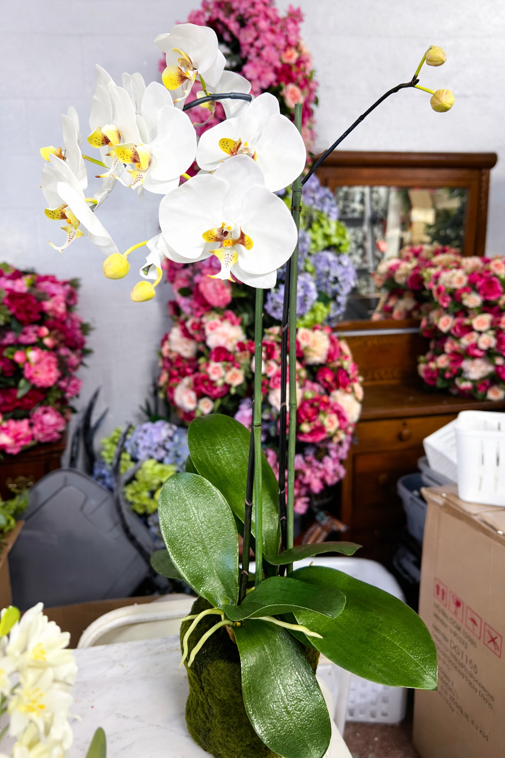 Faux White Phalaenopsis Orchid pop in