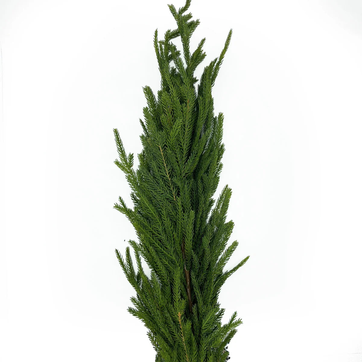 6 Ft Deluxe Austrian Pine Real Touch Garland (#5)