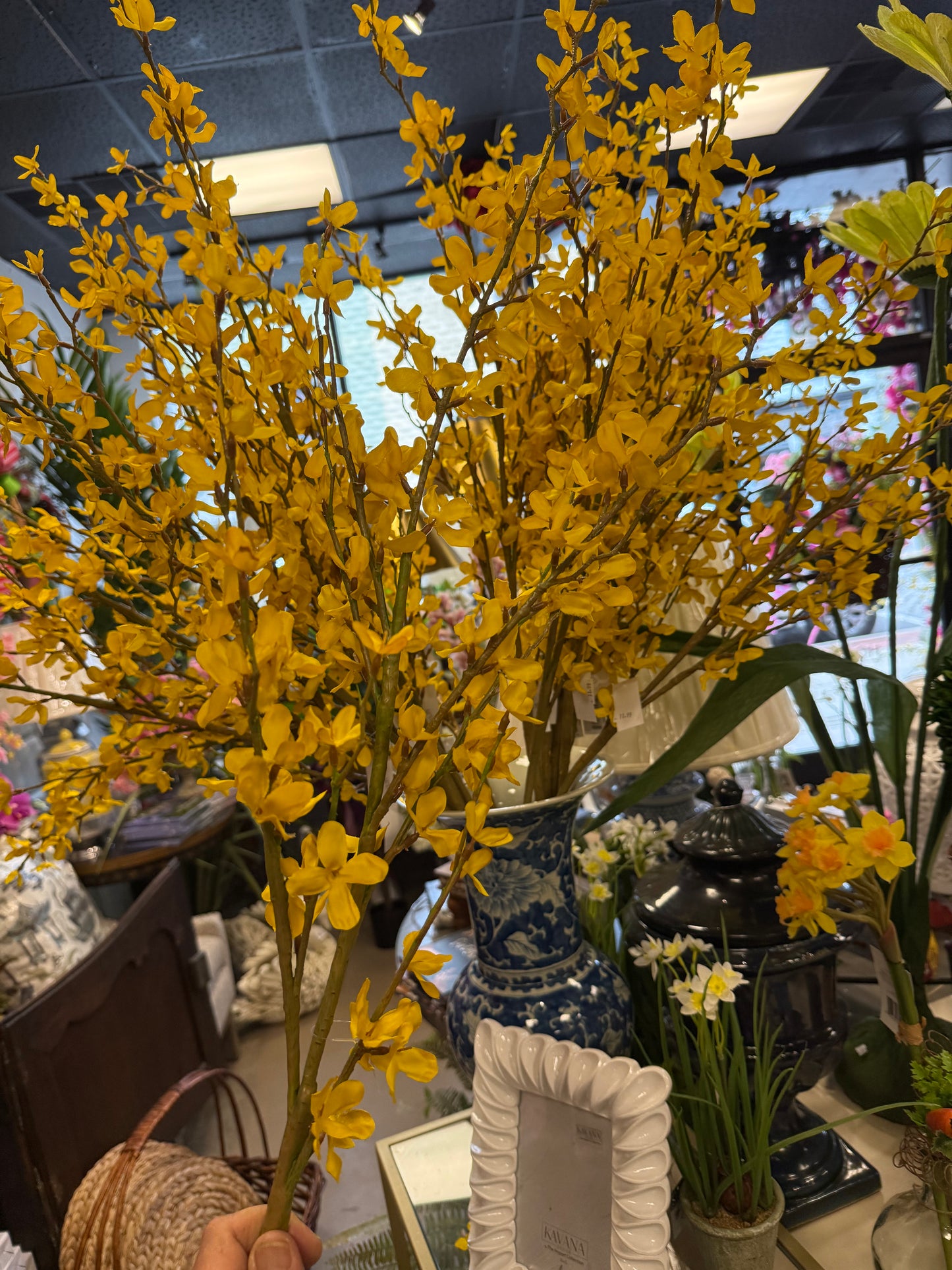 Yellow Forsythia Stems.