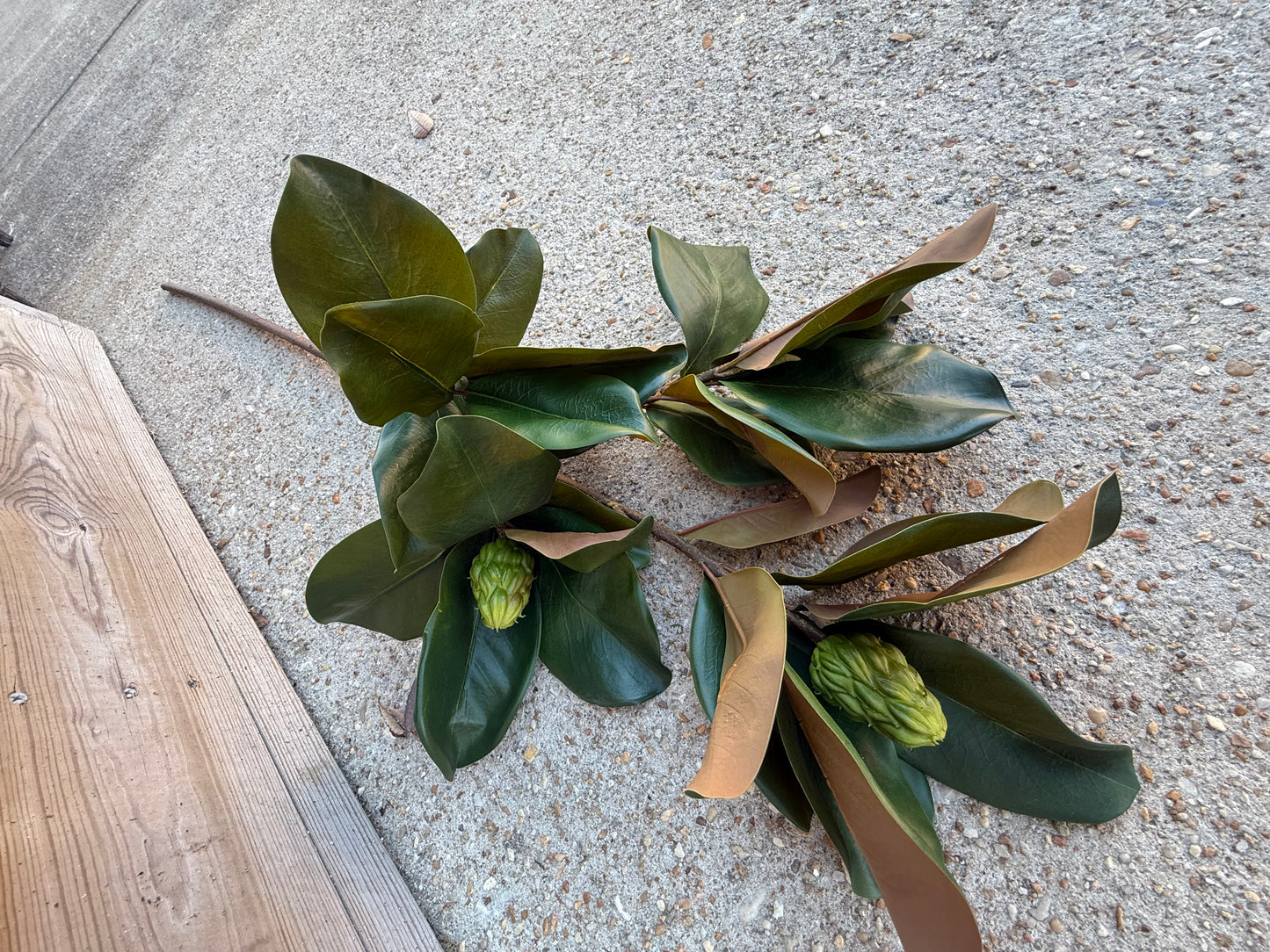 44” Magnolia Leaf Branch w buds