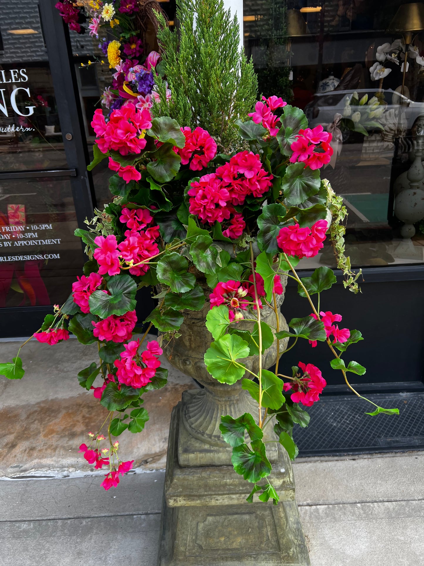 Hot Pink Hanging Geranium Plant (UV)