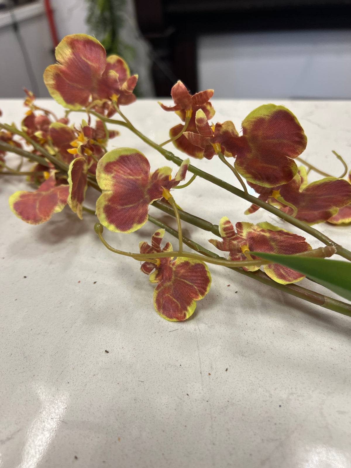 Chocolate and Green Dancing Lady Orchid Stem
