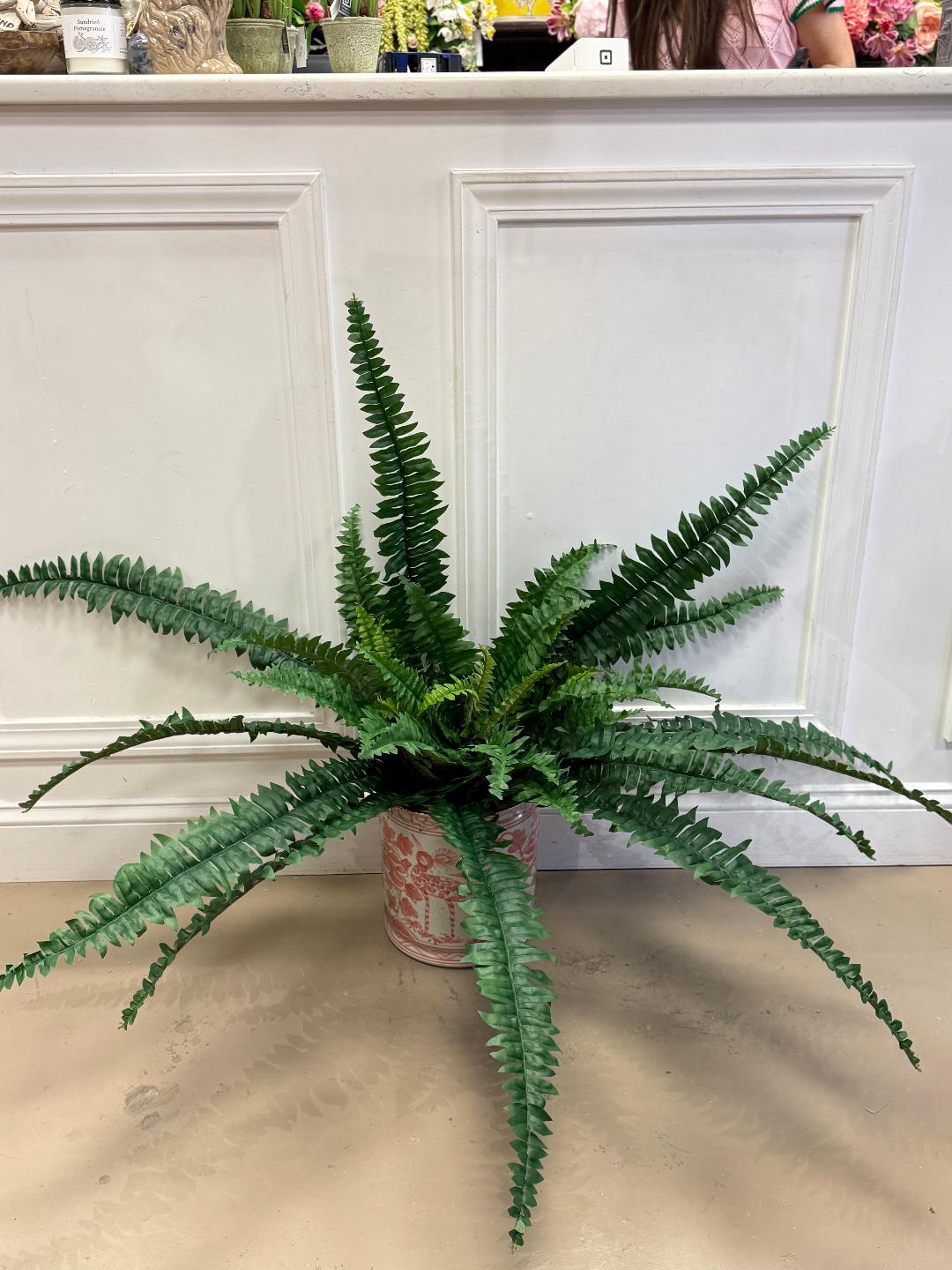 Boston Fern