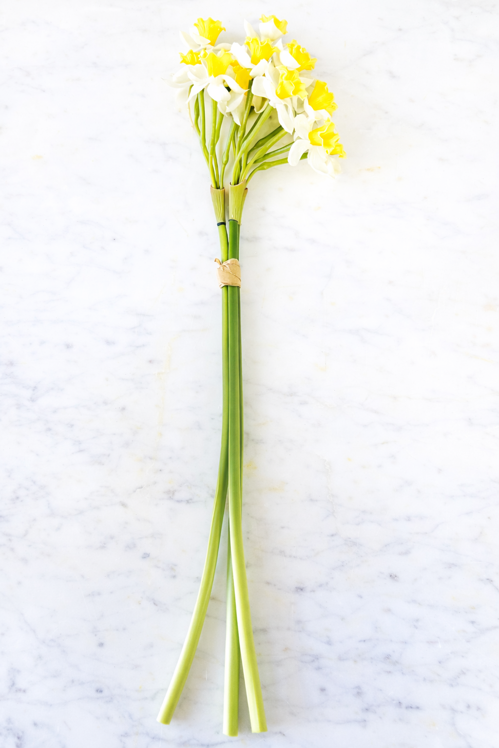 Sunshine narcissus Stem Bundle