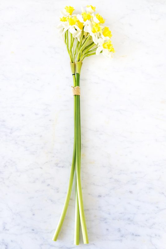Sunshine narcissus Stem Bundle
