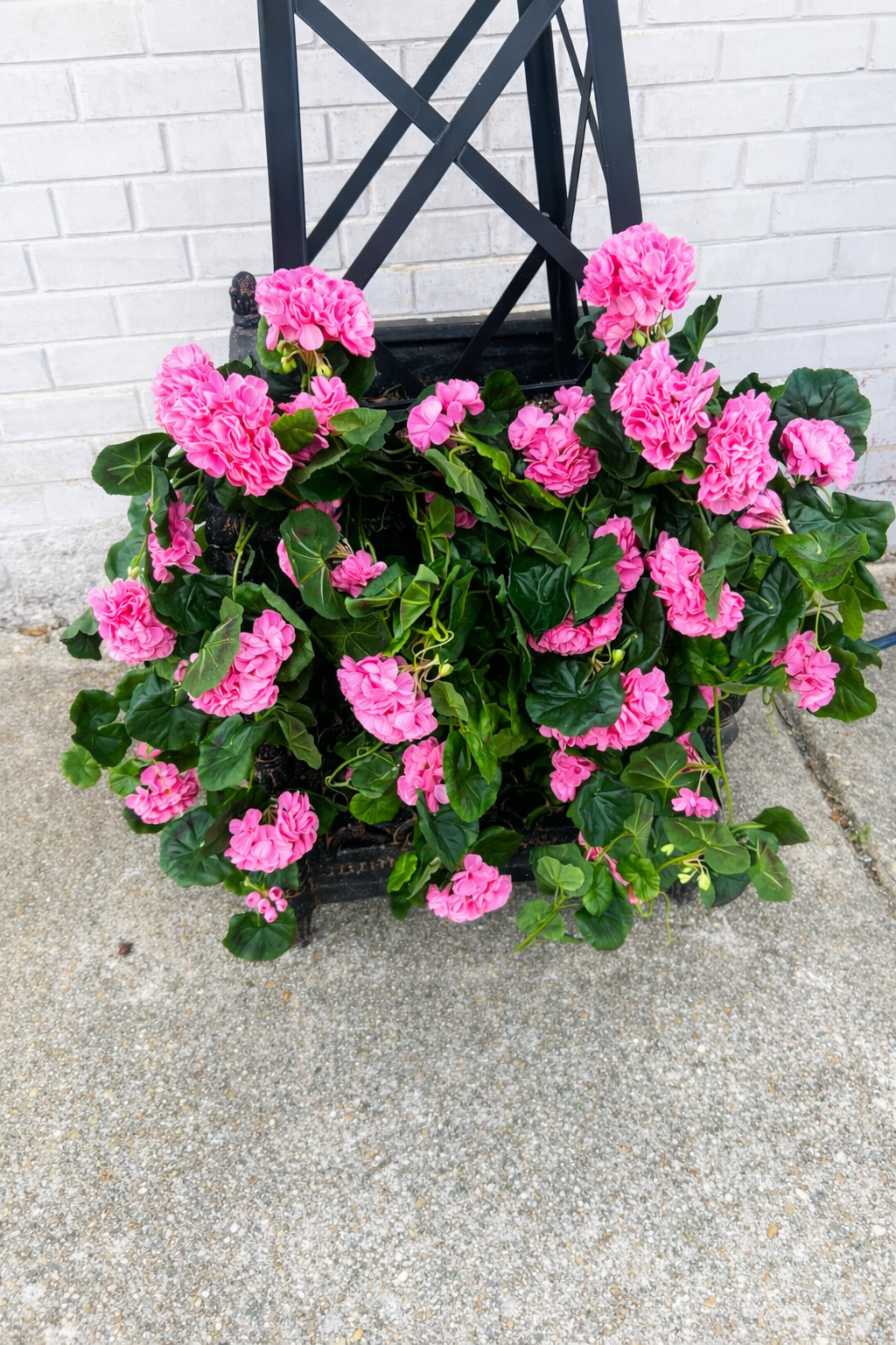 Pink Geranium Draping Bush
