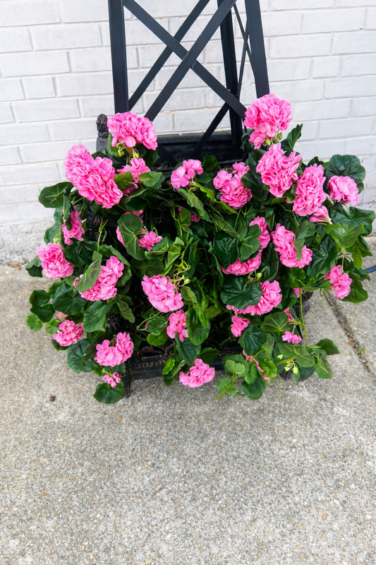 Pink Geranium Hanging Bush