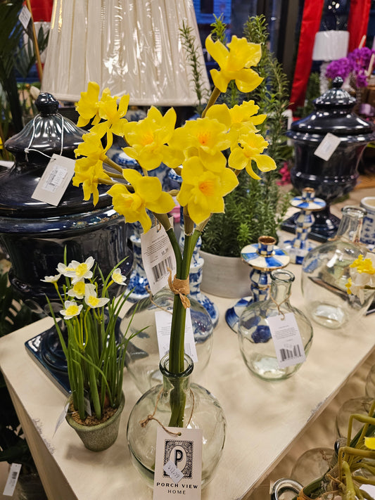 Pale Yellow Daffodil Stem