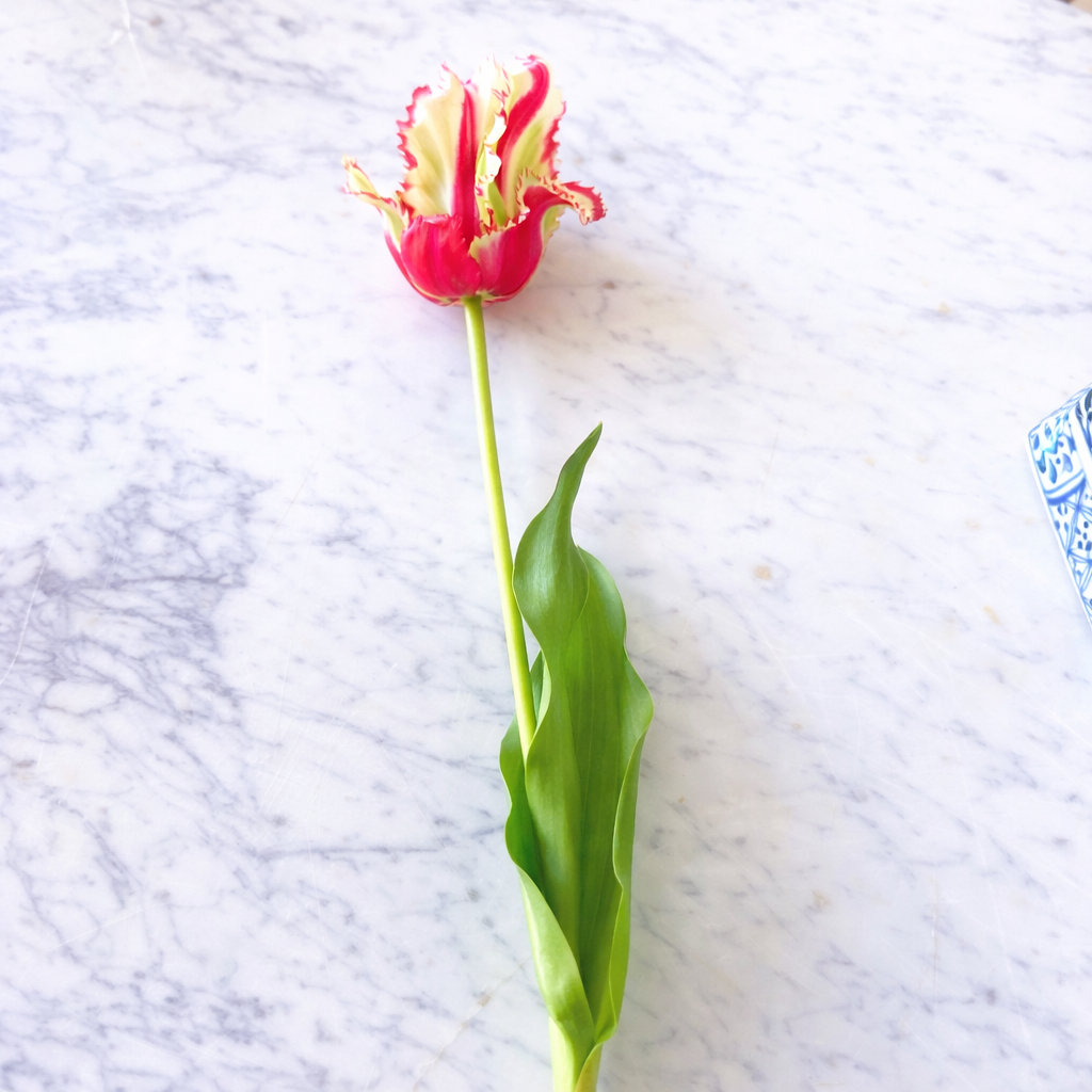 Red/White Parrot Tulip