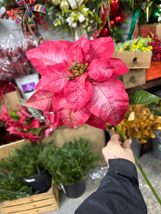 24” Peach/Red Poinsettia