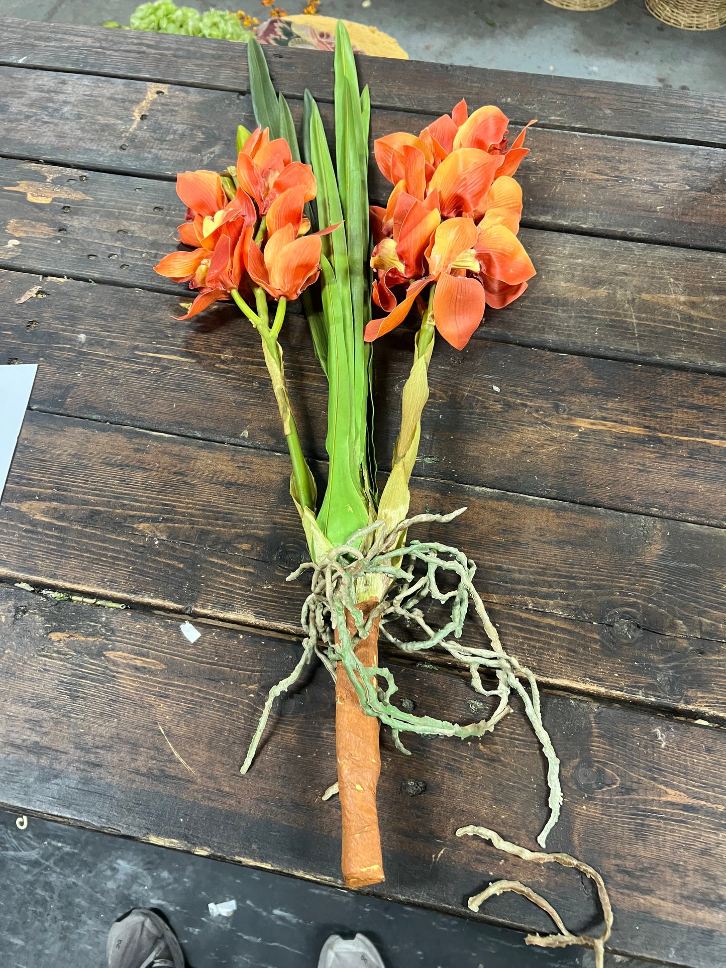 Burnt Orange Orchid Cymbidium Plant