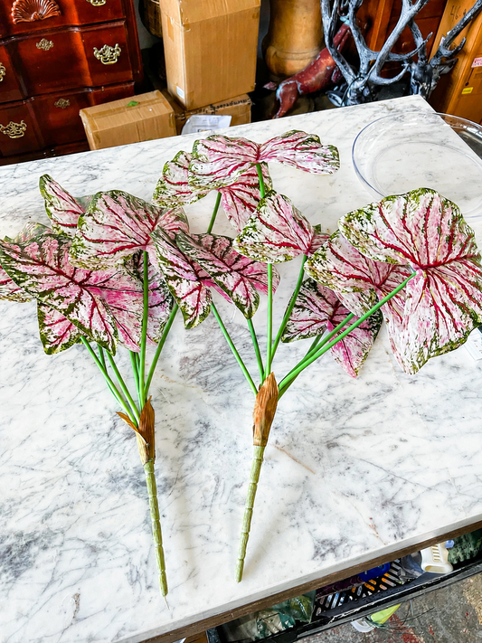 Bundle of 2 Pink & Green Caladium Bush