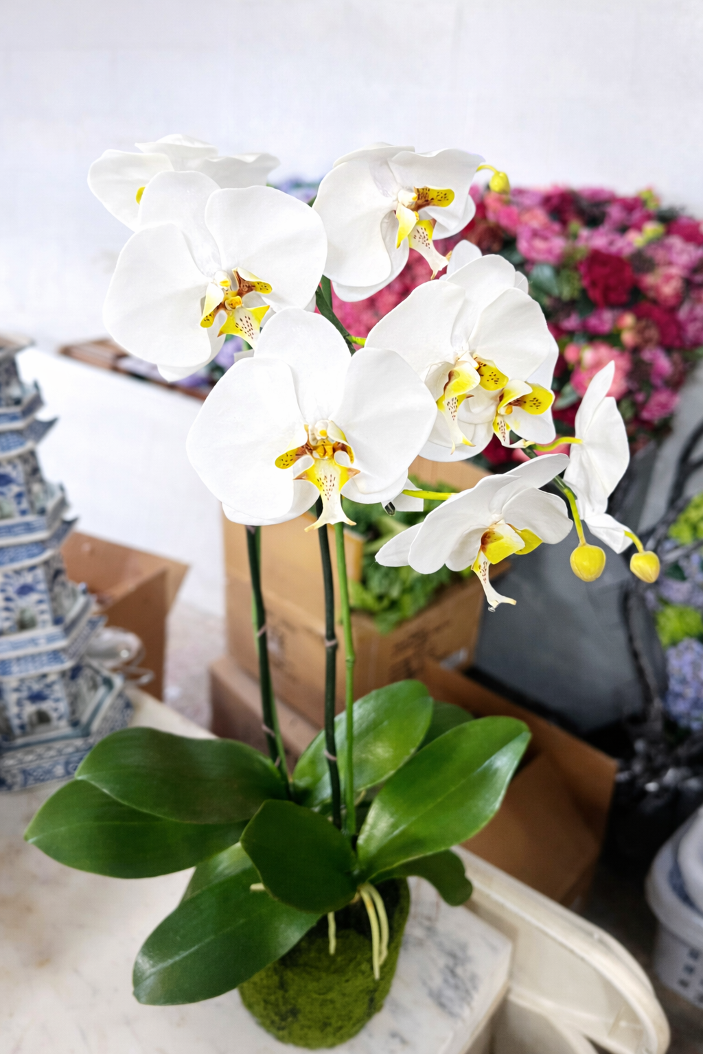 Faux White Phalaenopsis Orchid pop in