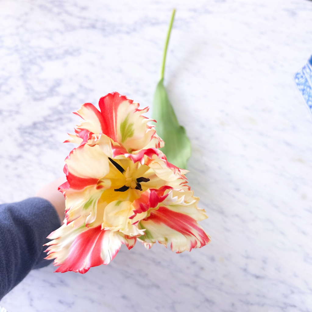 Red/White Parrot Tulip