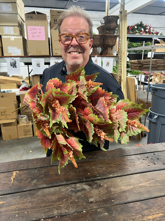 Red Green Coleus