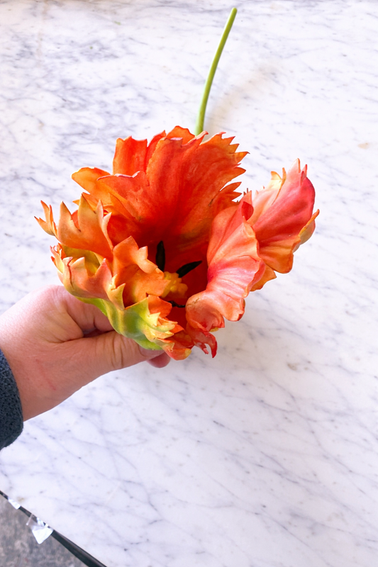 Orange/Green Parrot Tulip Long