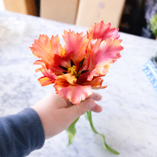 Mauve/Green Parrot Tulip