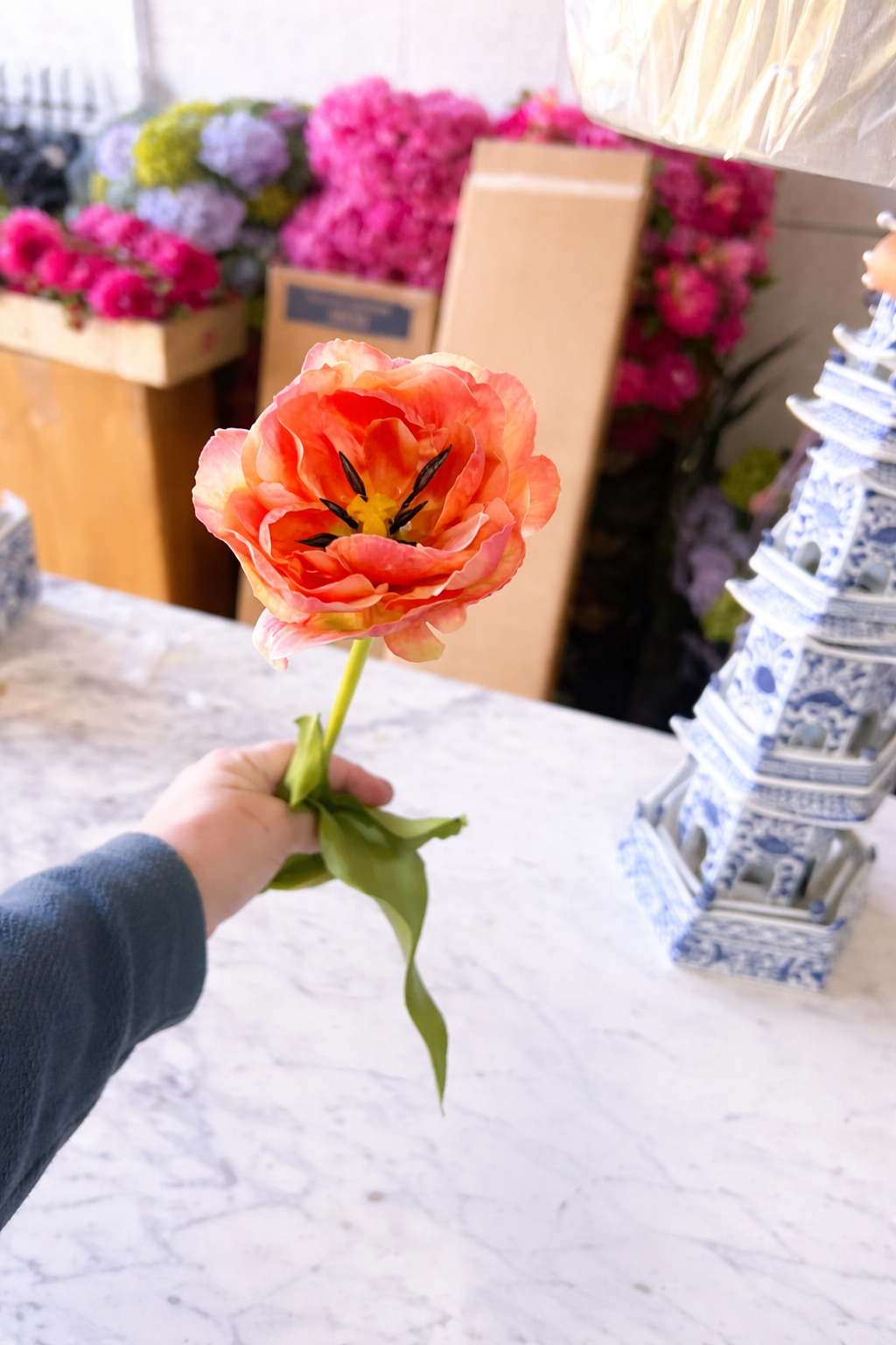 Garden Tulip