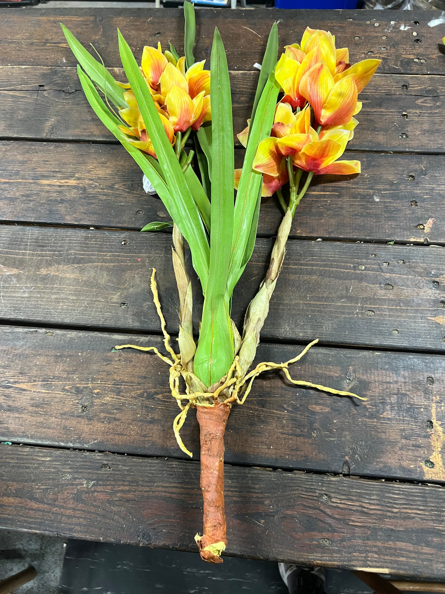 Orchid Cymbidium Plant