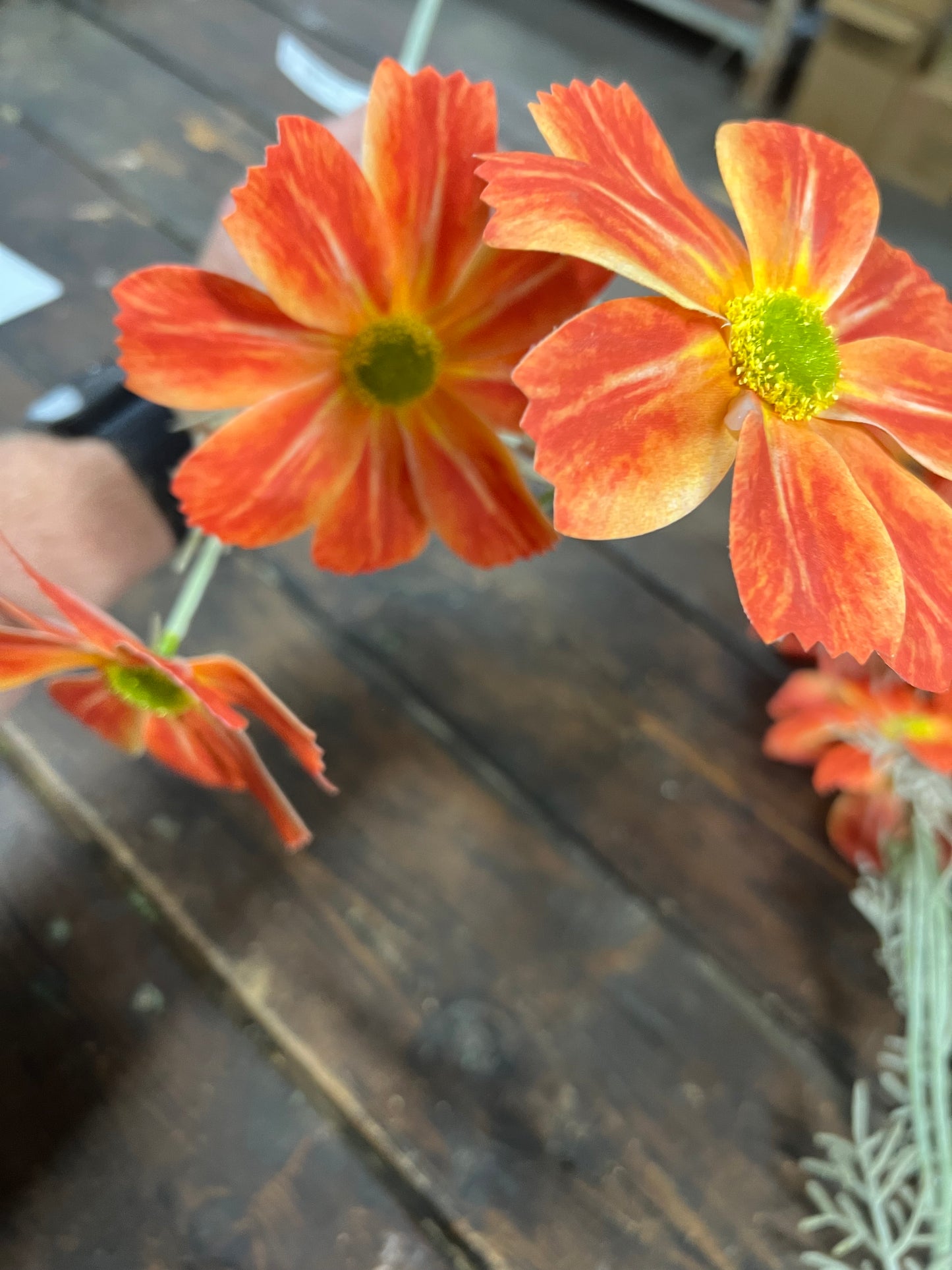 Cosmos Orange