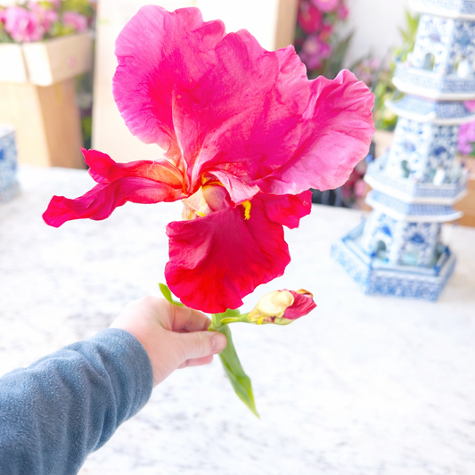 Orchid Red Bearded Iris