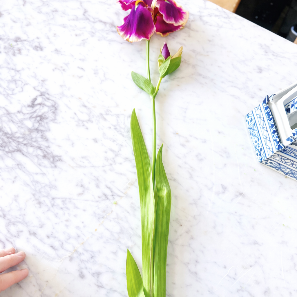 Mauve/burgundy Bearded Iris