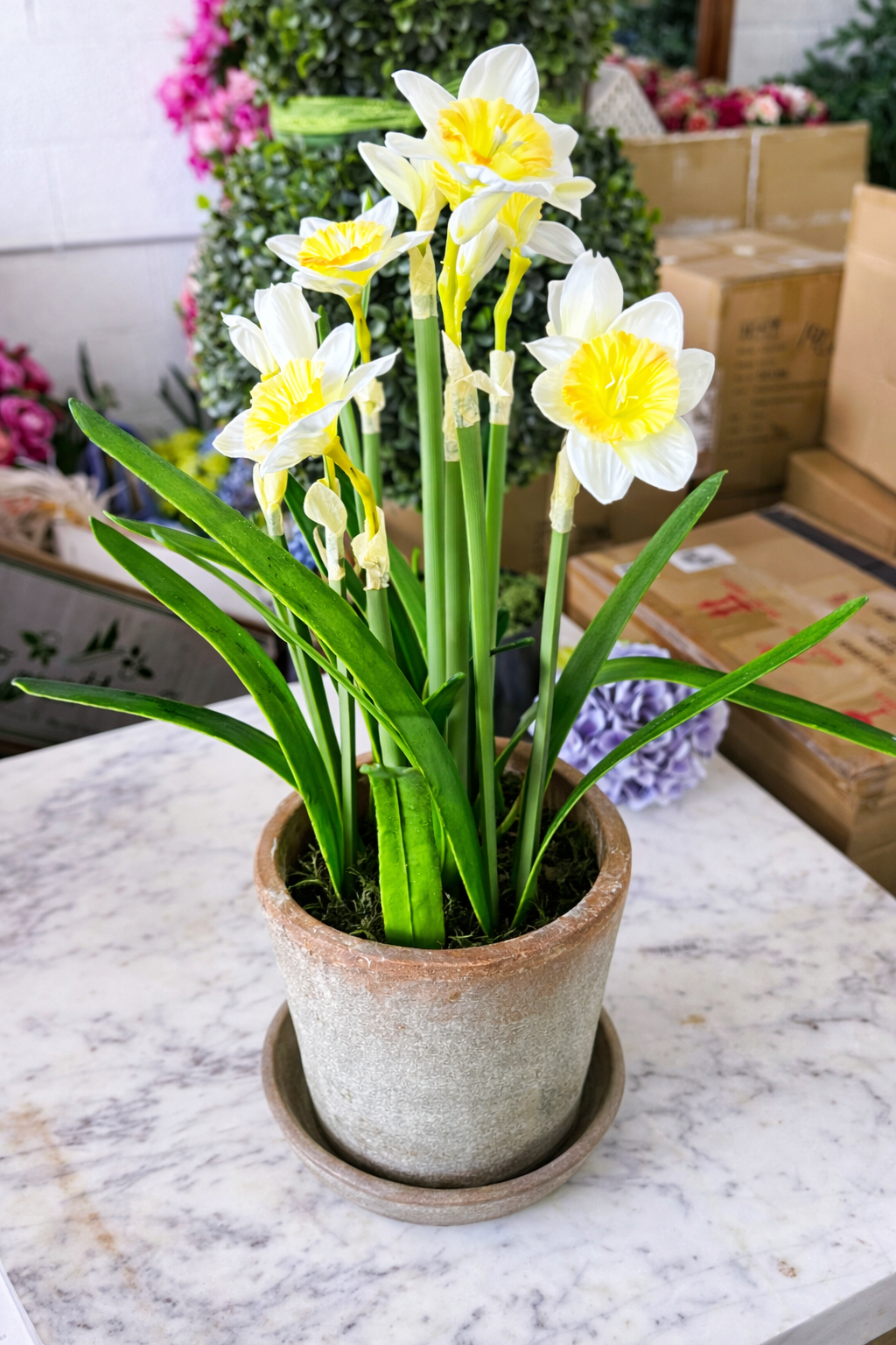 Daffodil in MGO Pot with base