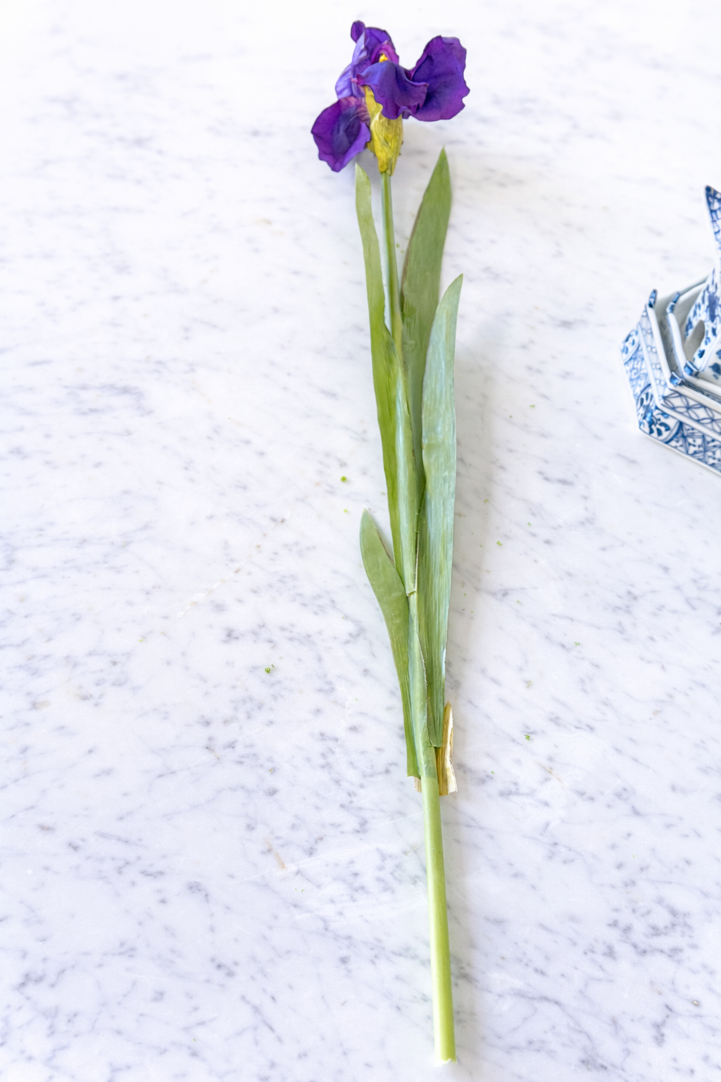 Lavender/purple bearded Iris