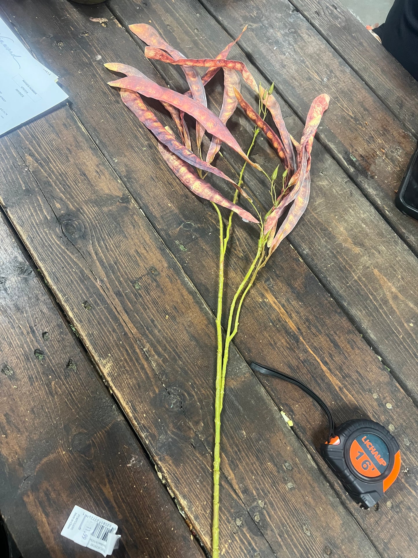 Red-Brown Mimosa Tree Pod Stem