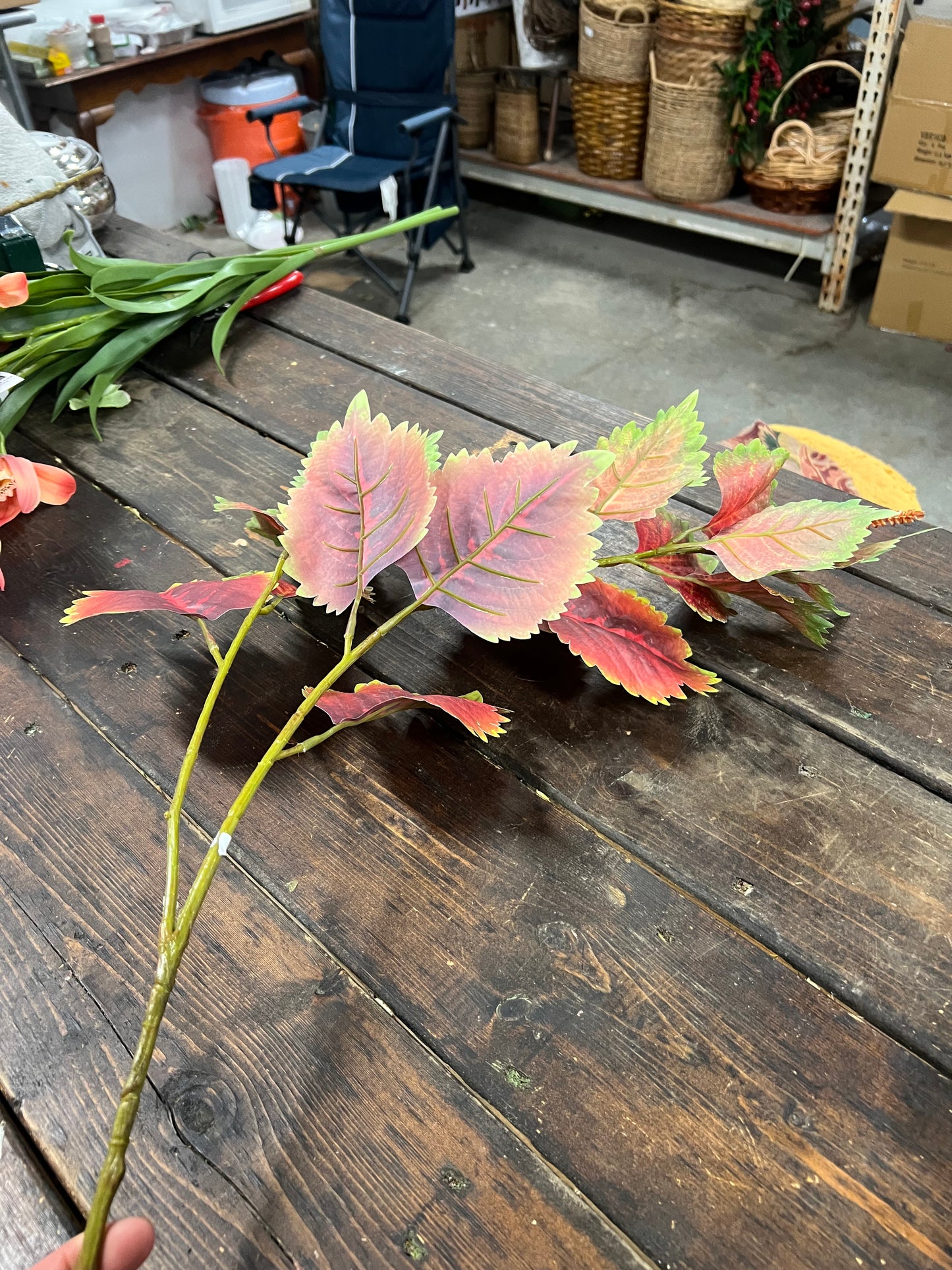 Red Green Coleus