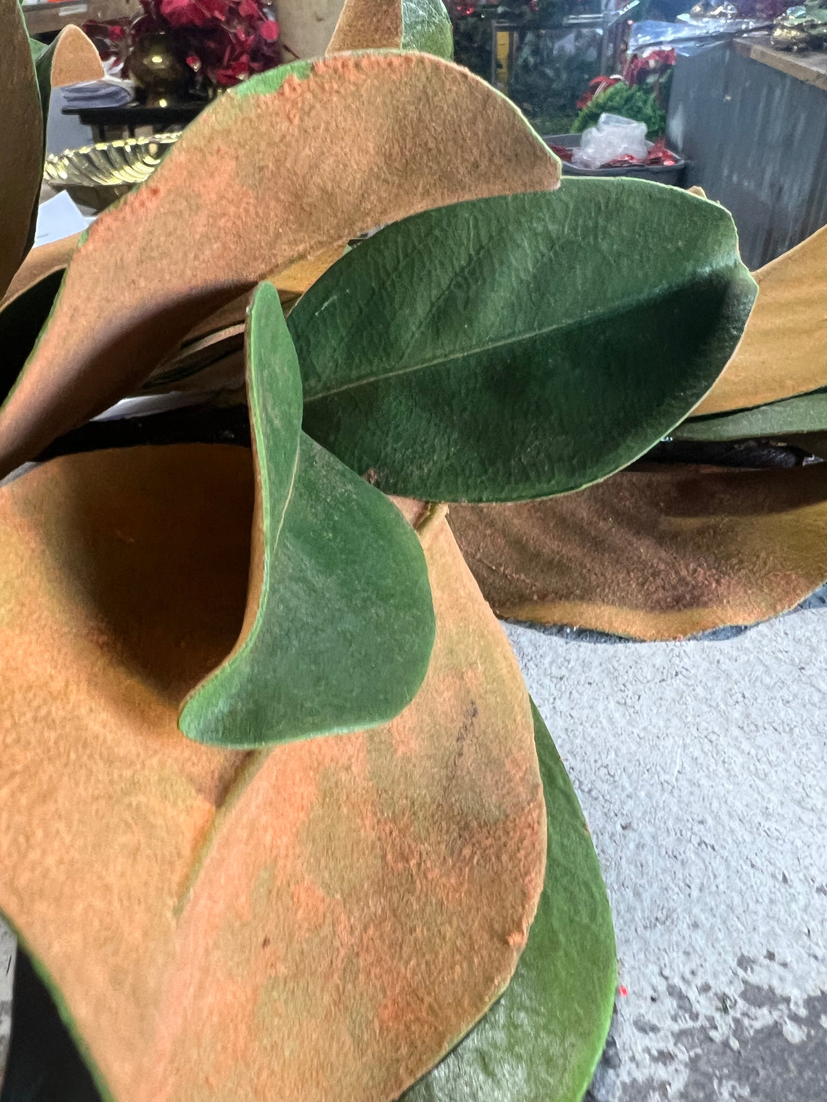 5’ Green Brown Magnolia Leaf Garland (7)(Win)