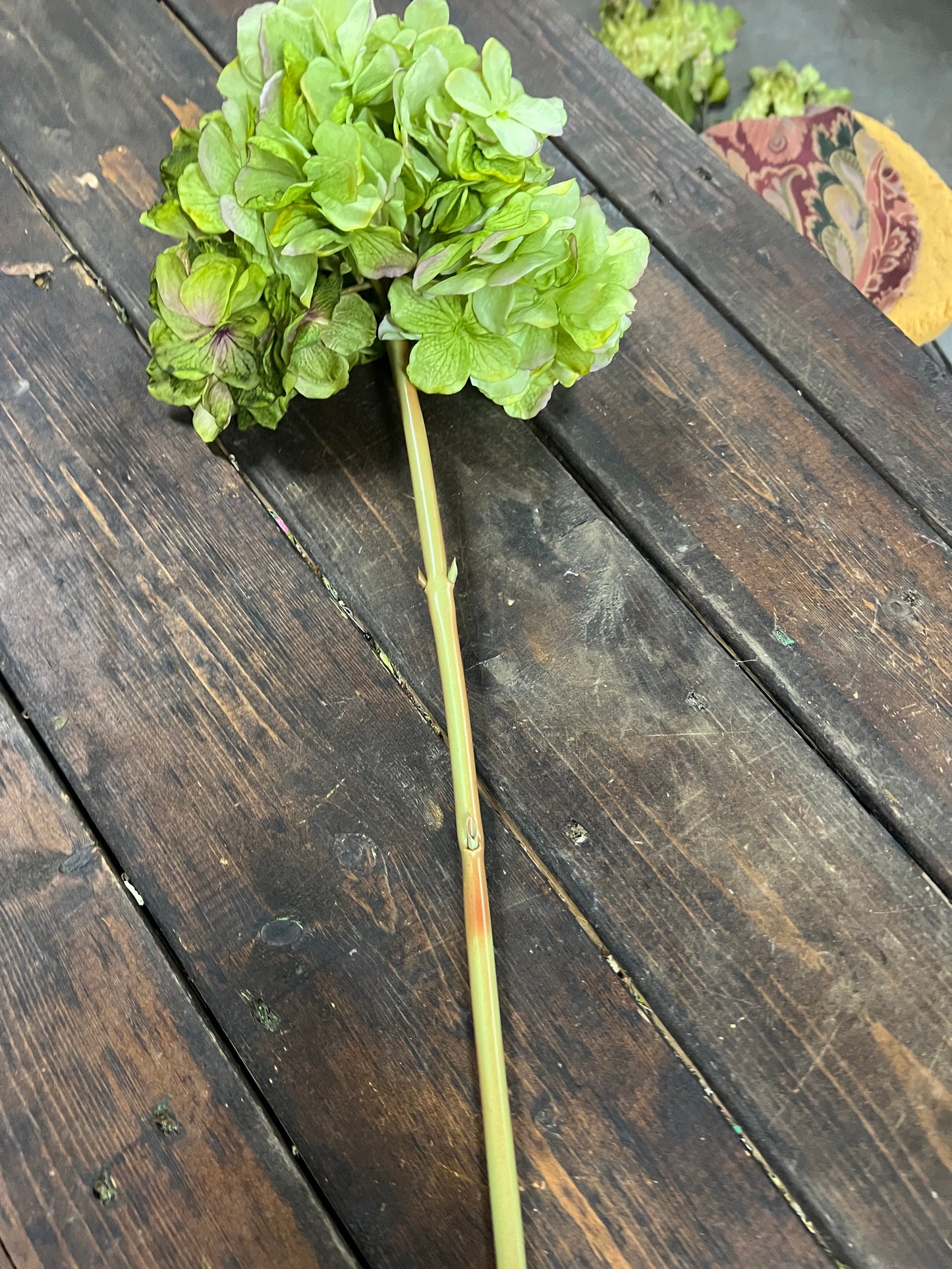 Dried Touch Green Hydrangea Stem
