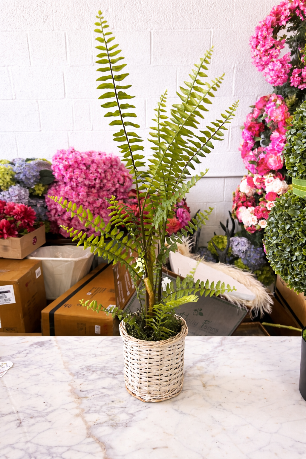 Boston Fern in Basket